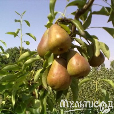 Картинка с сайта