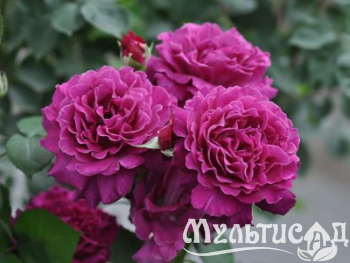 Креатив без названия (32)