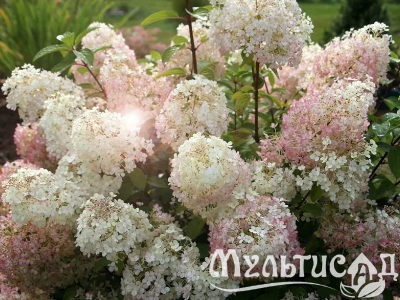 Креатив без названия (10)