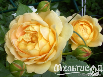 Дизайн без названия (4)