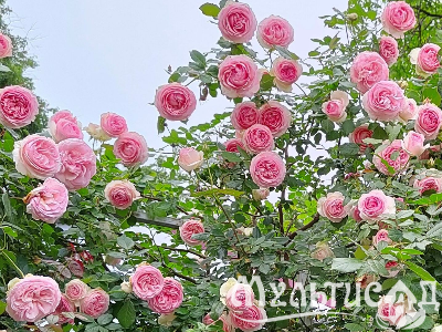image_6895822_13384486