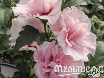 Туя - 2025-11-14T143235.449