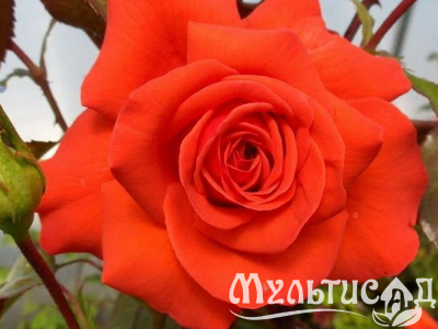 image_8255520_16770906