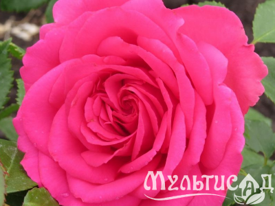 Креатив без названия (8)