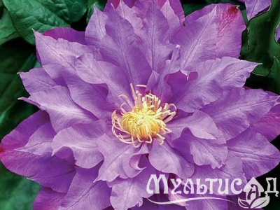 image_7681564_14979908