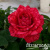 a966dace9aa13dd82b24f9935959ebd8 a966dace9aa13dd82b24f9935959ebd8