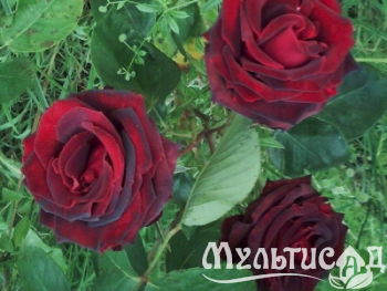 Креатив без названия (20)