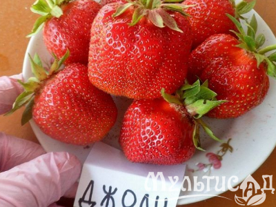 image_7681564_15010358