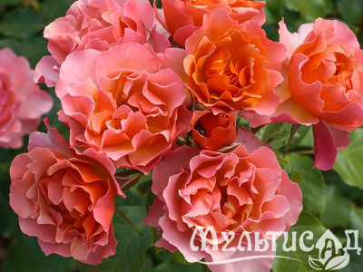 image_8165532_16143110