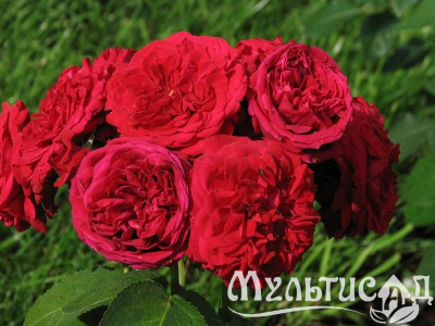 Креатив без названия (3)