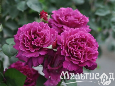 Креатив без названия (32)