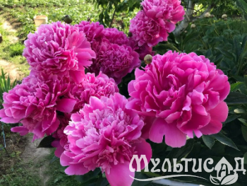Креатив без названия