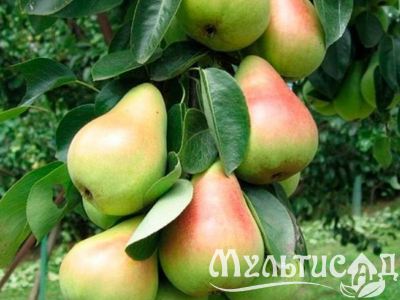 Дизайн без названия (4)