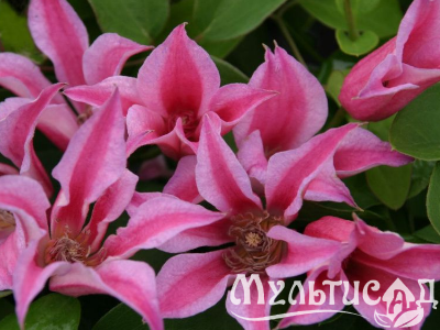 Туя (1)