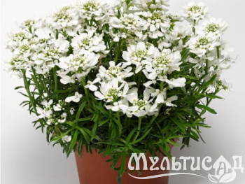 Туя - 2025-11-15T103506.491