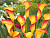 image_8096768_16086246