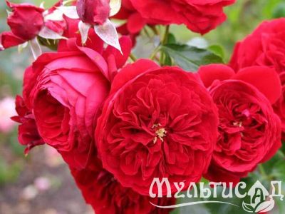 image_8242619_16323533