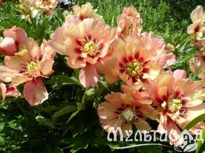 Креатив без названия (4)