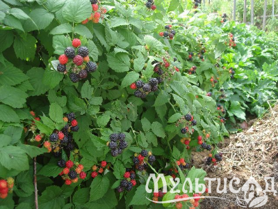 Креатив без названия (1)