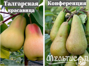 Ноябрьская (36)