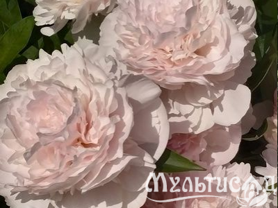 Креатив без названия