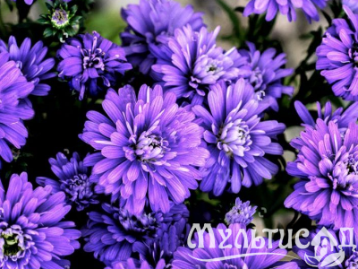 image_8165532_16178503