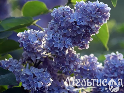 Креатив без названия (4)