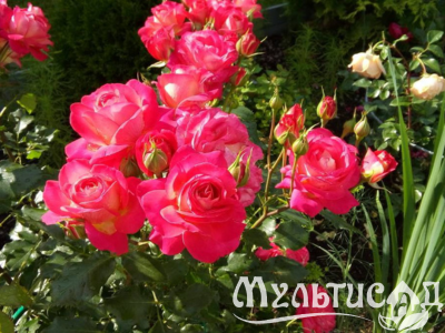 Дизайн без названия (25)