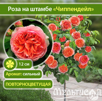 17_Чиппендейл