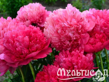 Креатив без названия (11)