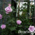 slcbwcjldtlao0z9dufqvm3aurqcd68i slcbwcjldtlao0z9dufqvm3aurqcd68i