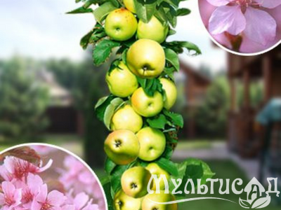 Дизайн без названия (15)