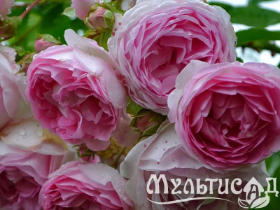 Креатив без названия (1)