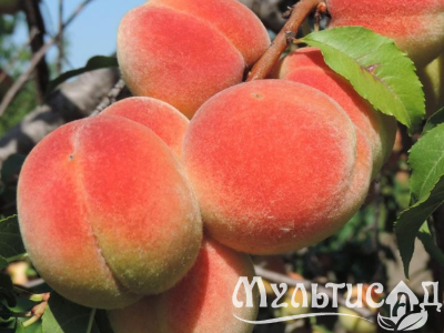 Дизайн без названия (1)
