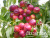 full_persik-lola-5