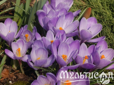 Дизайн без названия (31)