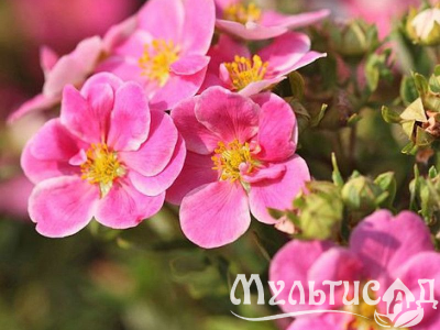 Туя (46)