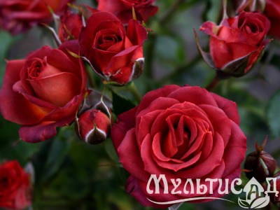 Дизайн без названия (4)