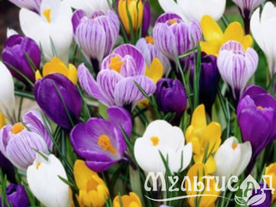Дизайн без названия (28)
