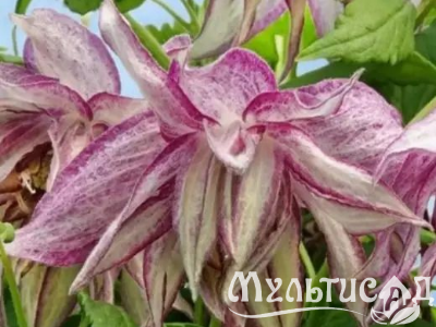 Креатив без названия (12)