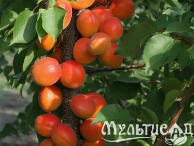 Дизайн без названия