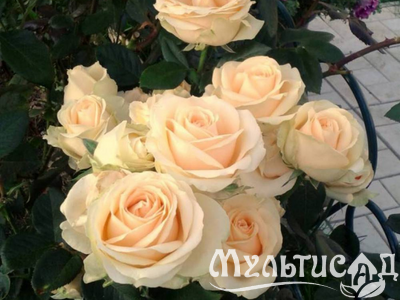 Дизайн без названия (1)