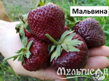 image_7681564_15012202