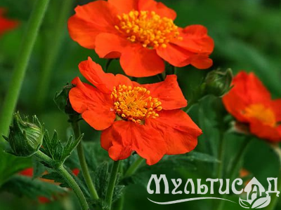 Туя - 2025-11-15T085929.555