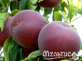 Дизайн без названия