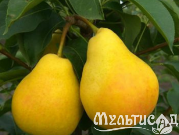 Дизайн без названия (17)
