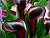 image_8096768_16084865