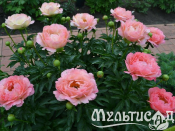 Креатив без названия (3)