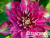 image_7681564_14949687 image_7681564_14949687