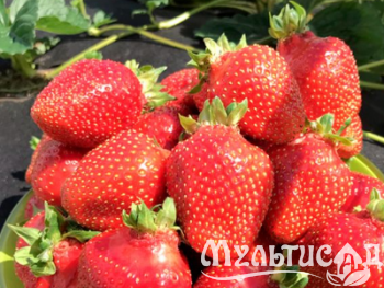 image_7681564_15009008